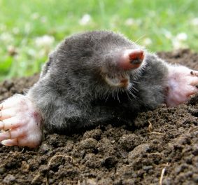 Comment se débarrasser de taupes ? Comment se débarrasser de taupes ?