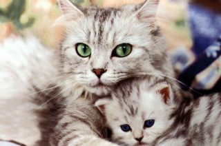 Comment retrouver un chat ? Comment retrouver un chat ?